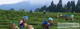 Sikkim Goechala Trek  Best Tour Operator in Sikkim And Darjeelin