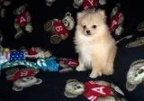 Adorable Male and Female Pomeranians Pups