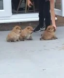 Stunning Pomeranian Puppies