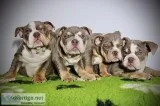 Tri English bulldogs pup