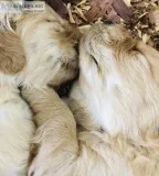 Golden retriever puppies