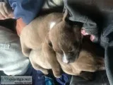 Pit bullbull mastiff puppies