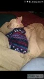 Rehoming female Chihuahua