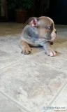 Your search has ended puppies for sale