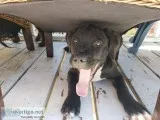 XXL Pitbull Puppies