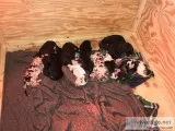 Great Dane Puppies