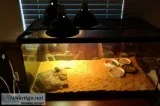 Moroccan Uromastyx With Complete Set-Up