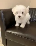 Scobes Champion Sired Maltese Puppies
