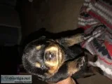 Akc German Rottweiler puppies