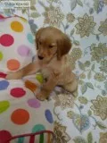 Lolly. Golden Retriever