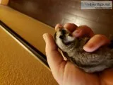 8 wk oop sugar glider joey