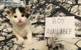 MainecoonTurkish Van kittens