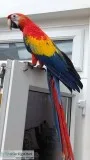Hooper Male Scarlet Macaw