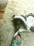 German short hair pointer