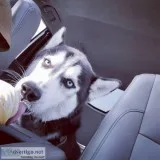 Siberian Husky Rehome