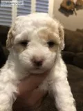 Bichon Frise