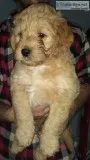Miniature Goldendoodles