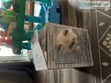 Purebreds Himalayan kitten