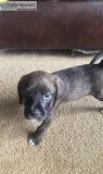 Puppy Chihuahua and jackapoo mixed small breed