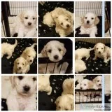 Cavapoochon puppys Ready to leave
