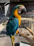 Hand Raised Blue and Gold Macaw