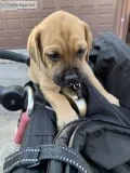 Cane Corso