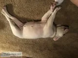 3 year old English bulldog
