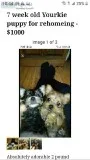 7 week old Yorkie puppies for rehoming