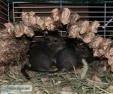 Baby male degus