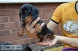 Pure Breed Dacshund Puppies