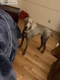7 month old female Weimaraner puppy