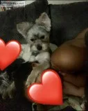 Yorkie