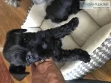 Minature Schnauzer