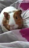 Guinea pig to good home