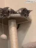 Kittens