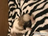 Shih tzu&rsquos puppies