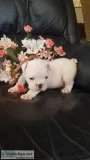 English Bulldog puppies register 509-671-7273