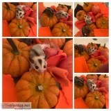Sugar Gliders....Everyone needs a little Sugar...Glider