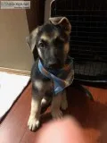 German Shepherd puppy