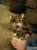 Female Long Hair Chihuahua