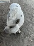 Pet pig