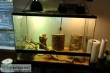 3 Blue Spiny Lizards With Complete Set-Up
