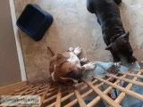 Puppies for sale