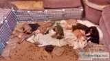 Great Danebul (PitbulDane mix) RedBlue - Beautiful Pups need Lov