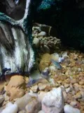 bronze corydora catfish