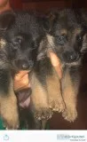 German Shepherd Puppies