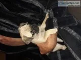 Pug puppy