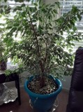 Ficus Tree
