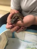 Free Box Turtle to Good Home