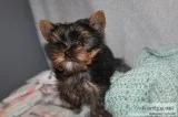 Yorkie Puppies